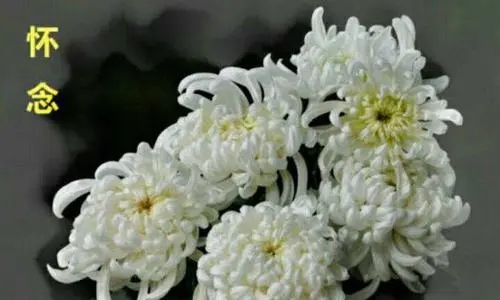 悼念老人驾鹤西去的诗句文案