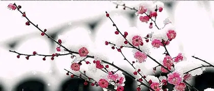 描写梅花外貌的优美句子文案