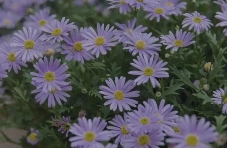 夸人搞笑的句子文案