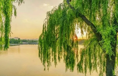 形容柳树的优美句子文案并且带感情