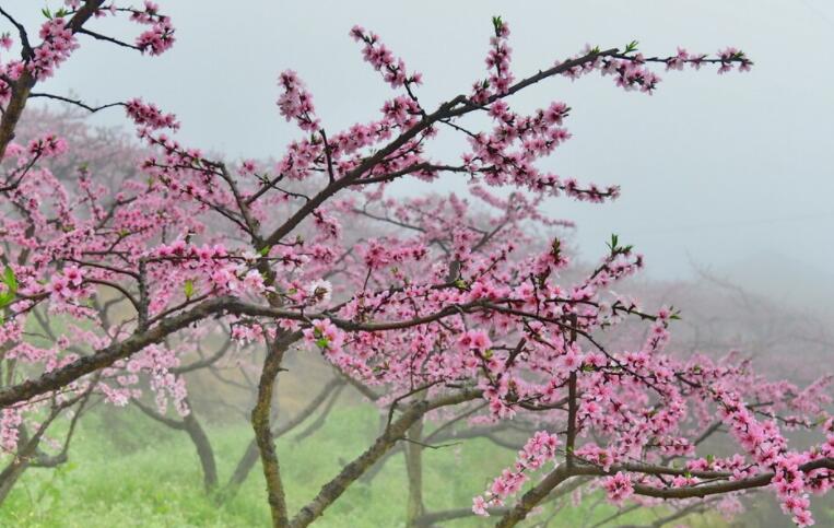 表达对春天的不舍眷恋的诗句文案