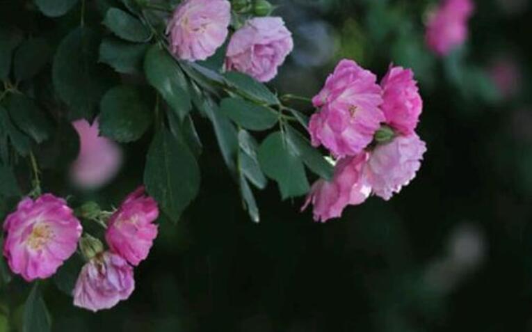 关于再回首的一段话