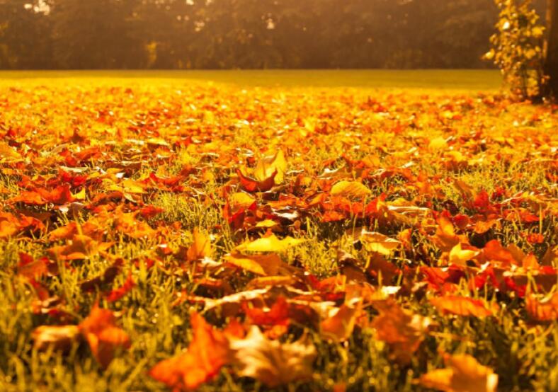 最好描写秋分的诗句文案