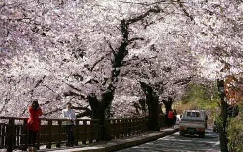 樱花树下的爱情句子文案