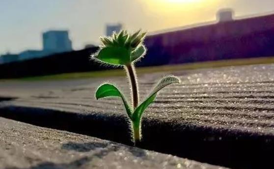 工作早上寄语正能量