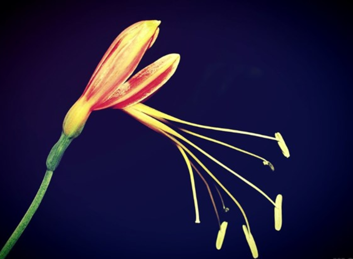 形容生活美好的话