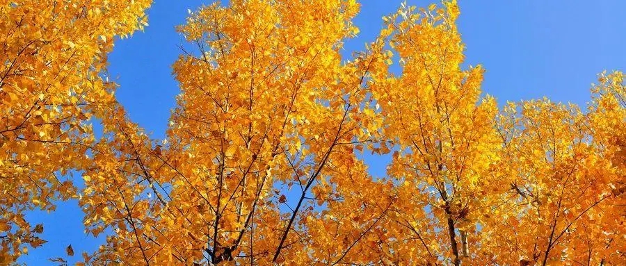 描写秋天的句子文案8个字