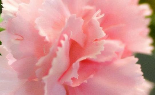 每天一句正能量句子文案