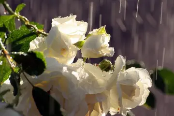 岁月留声唯美句子文案