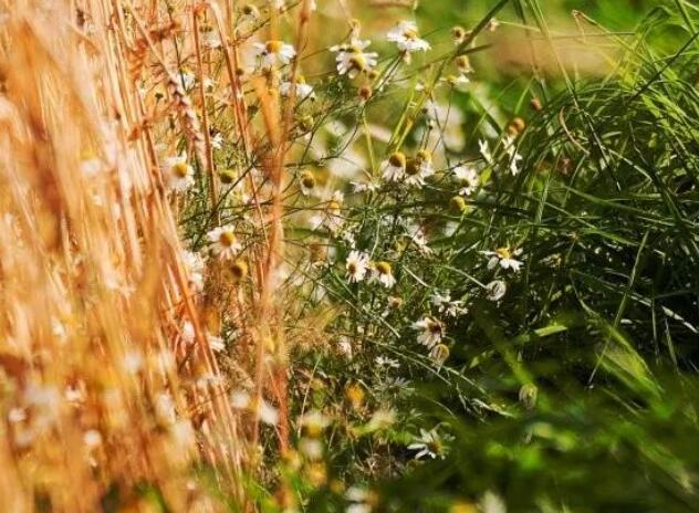 每日早安问候语