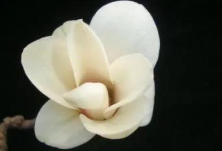 爷爷刚离世的心情短语