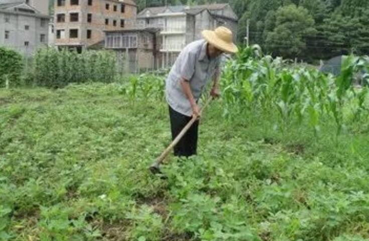 形容外公老了的句子文案