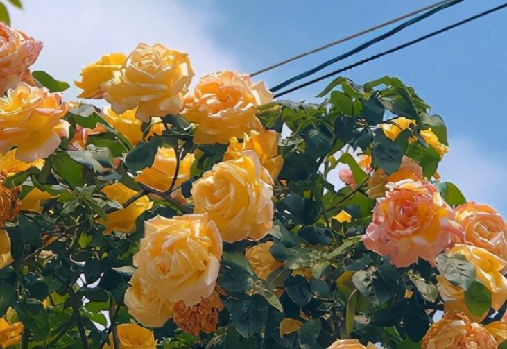 九月你好经典语录文案