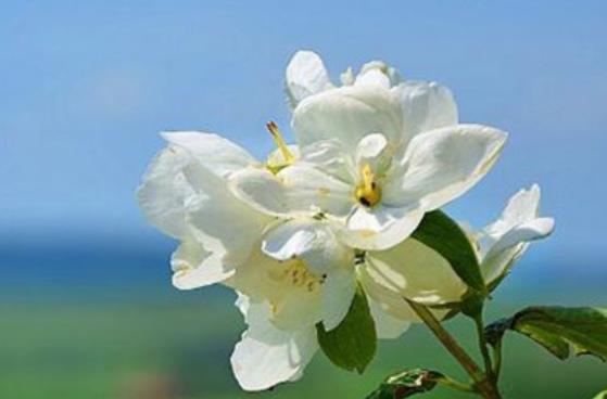 一朵花独自开放的励志说说文案