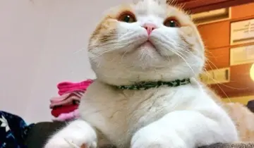 朋友圈晒宠物说说文案