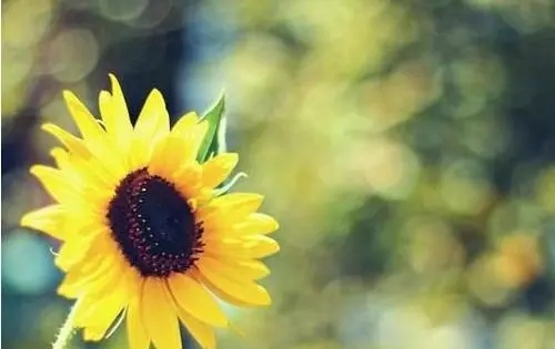 生活态度的经典句子文案