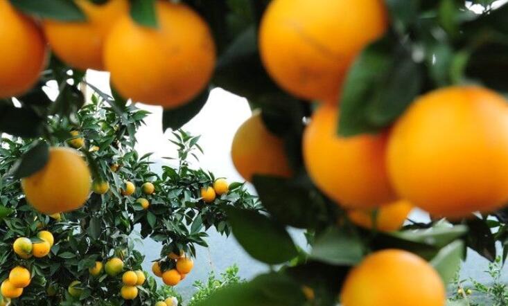 关于橙子的诗句文案