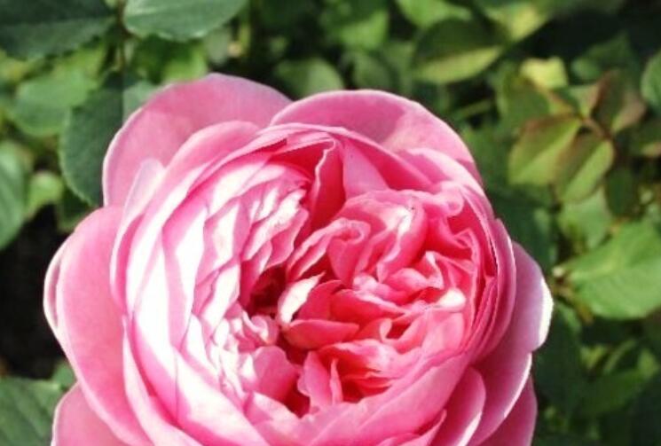 女人励志的话唯美句子文案早安