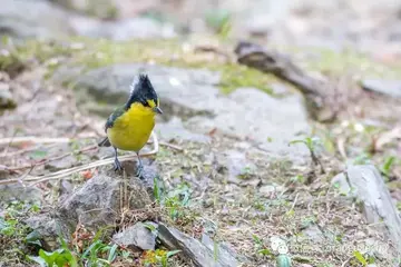 写出含鸟字的两句连续的诗句文案