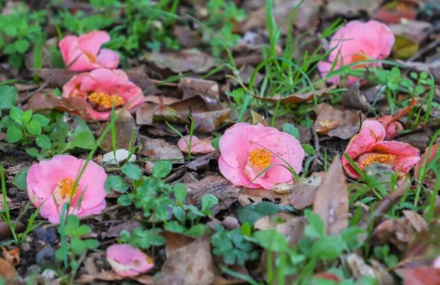 今天寒食节的说说文案