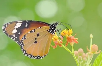 春天蝴蝶的优美句子文案