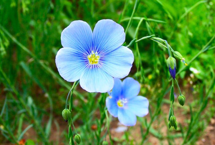 形容心境淡然与世无争的句子文案