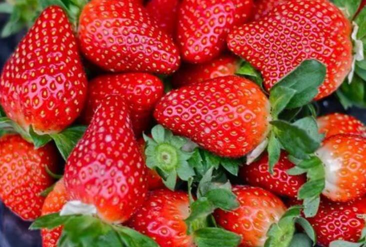 形容采摘草莓的短句