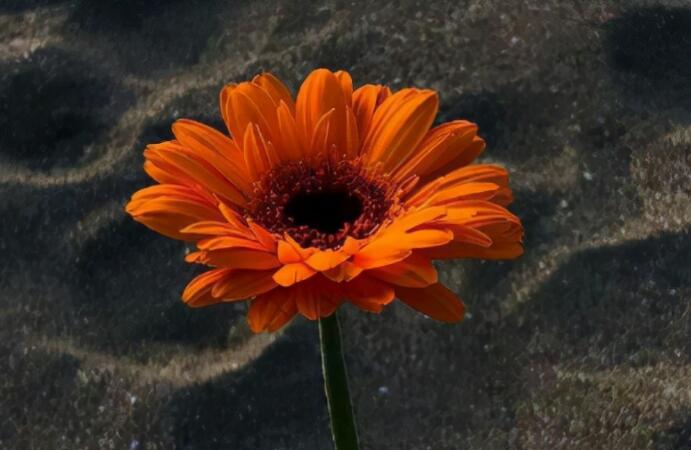 平淡生活的唯美句子文案