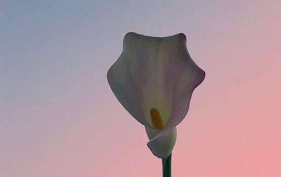 心情好的句子文案发朋友圈