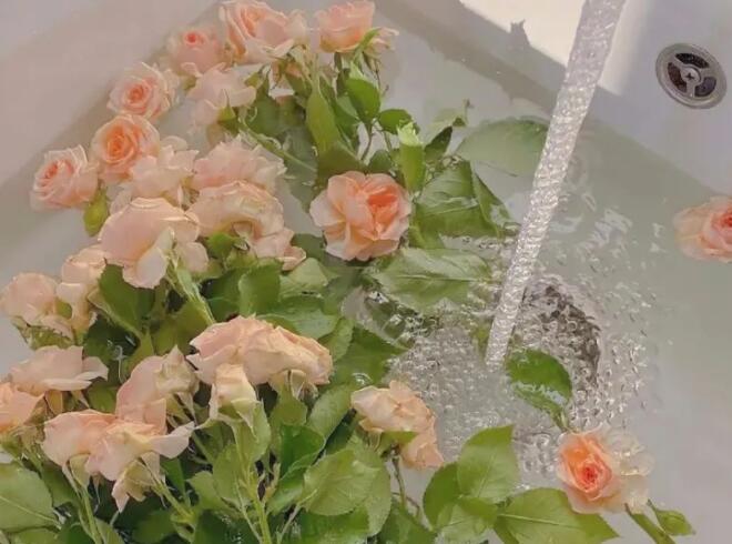 玫瑰花的文案句子