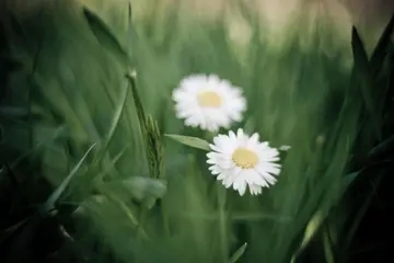 品质生活的唯美句子文案