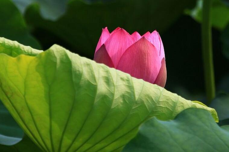 含有五月的古诗