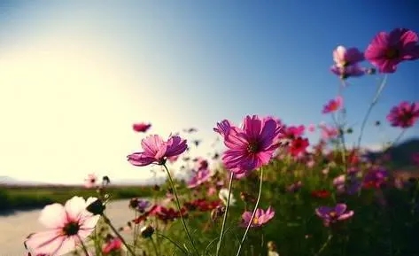 有关花的哲理名句文案