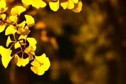 关于秋天的句子文案唯美经典语录