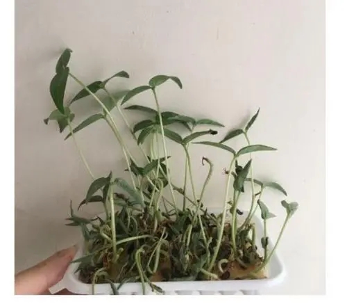 观察植物的一段话