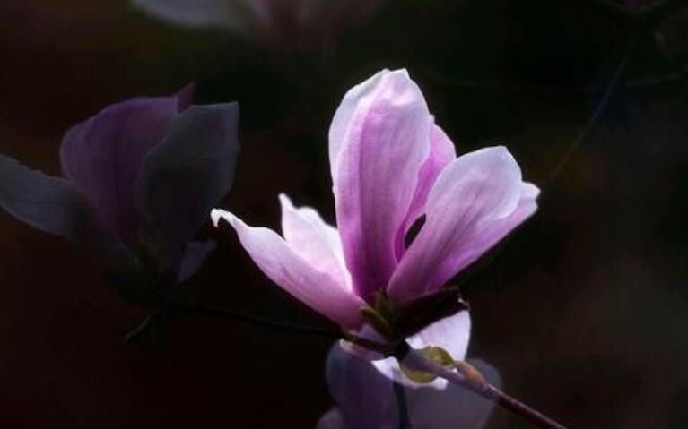 描写心境超脱的诗句文案