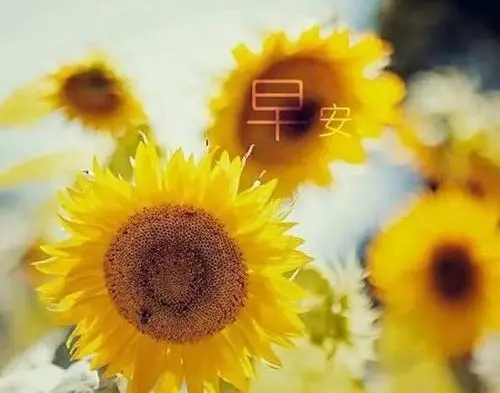 2024年微商早安图片和句子文案