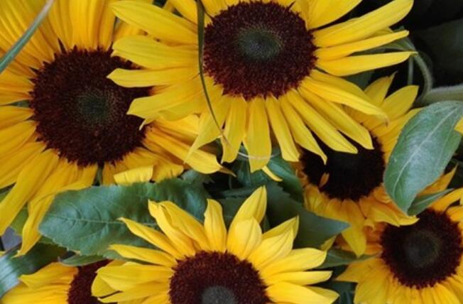 关于努力的好句文案摘抄