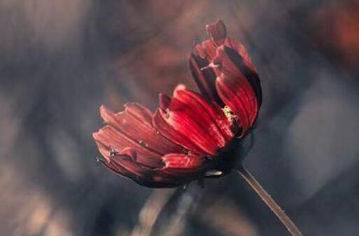 野性成熟的句子文案