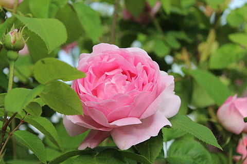 调皮早上对情人的问候