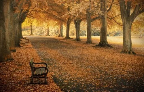 森林心情说说文案