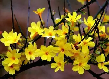 描写迎春花的外形句子文案