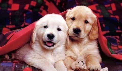 对宠物的情感语录文案