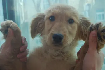 朋友圈晒宠物说说文案