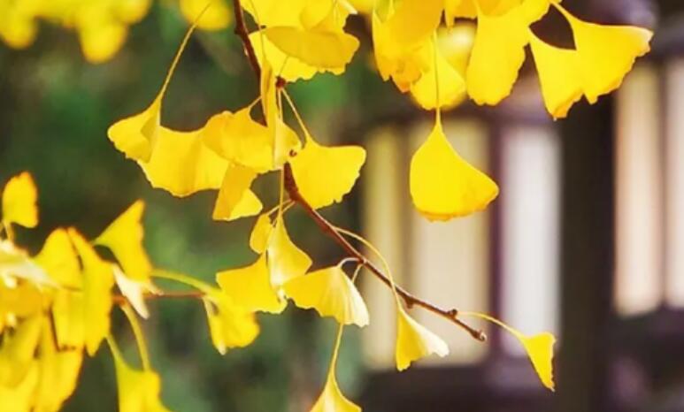 让人心酸想哭的句子文案古风