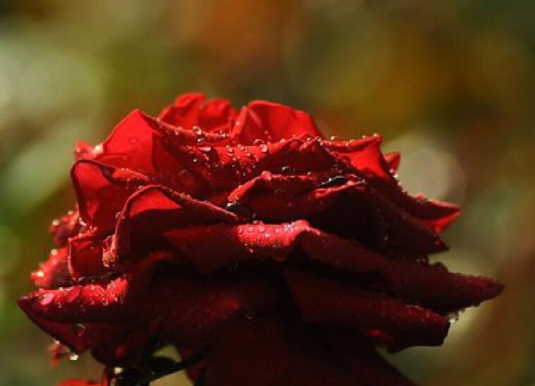 正能量阳光语录文案致女人