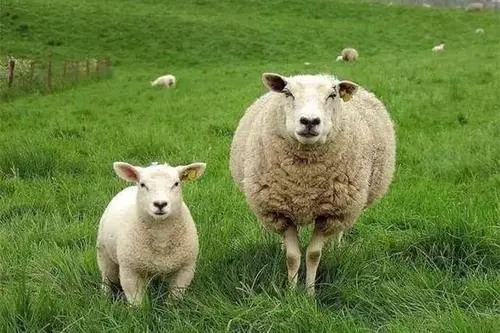 关于羊怎么幽默发朋友圈