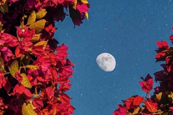 惊鸿唯美句子文案