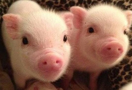 描写动物的好句子文案