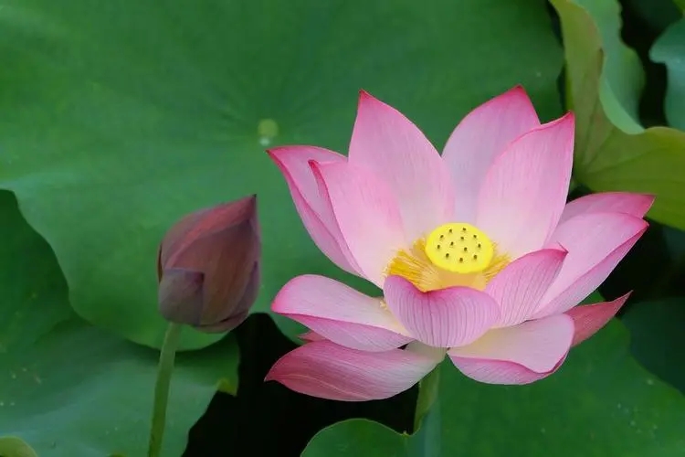 描写荷花的优美句子文案